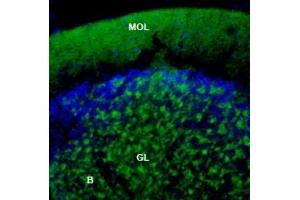 MmTx1 Toxin  binds to rat cerebellum.