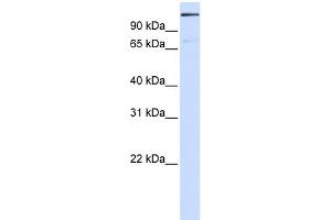 WB Suggested Anti-TNKS1BP1 Antibody Titration: 0. (TNKS1BP1 anticorps  (Middle Region))