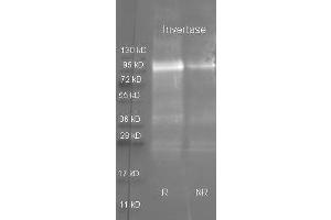 Goat anti Invertase antibody  was used to detect purified invertase under reducing (R) and non-reducing (NR) conditions. (Invertase anticorps)