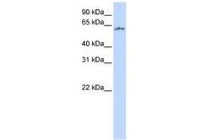 Image no. 1 for anti-Neuronal PAS Domain Protein 1 (NPAS1) (AA 216-265) antibody (ABIN6740308) (NPAS1 anticorps  (AA 216-265))