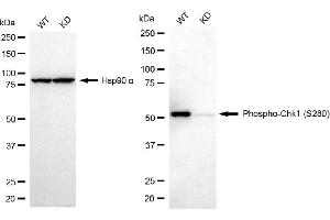 Western blotting analysis using phospho-Chk1 (S280) antibody (ABIN7798037).