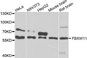 Western blot analysis of extracts of various cell lines, using FBXW11 antibody (ABIN5975739) at 1/1000 dilution. (FBXW11 anticorps)