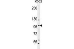 Western blot analysis in K562 cell line lysates (35ug/lane) using SP1 / TSFP1 Antibody (C-term). (SP1 anticorps  (C-Term))