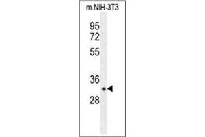 Western blot analysis of RPS6 in mouse NIH-3T3 cell line lysates (35ug/lane) using RPS6 Antibody(Ser240/244) Cat. (RPS6 anticorps  (AA 227-257))