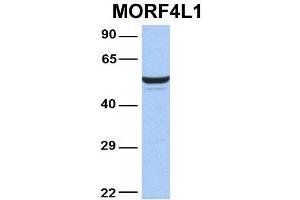 Host:  Rabbit  Target Name:  MORF4L1  Sample Type:  MCF7  Antibody Dilution:  1.