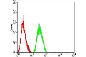 Flow cytometric analysis of THP-1 cells using MKI67 mouse mAb (green) and negative control (red).