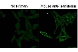 anti-Fluorescein antibody