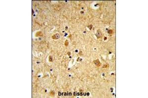 Formalin-fixed and paraffin-embedded human brain tissue reacted with DNM3 Antibody , which was peroxidase-conjugated to the secondary antibody, followed by DAB staining. (Dynamin 3 anticorps  (AA 557-584))