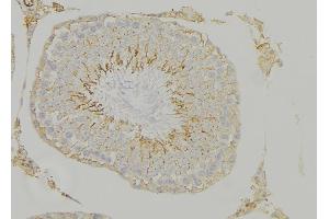 ABIN6268940 at 1/100 staining Mouse testis tissue by IHC-P. (HMOX1 anticorps  (Internal Region))