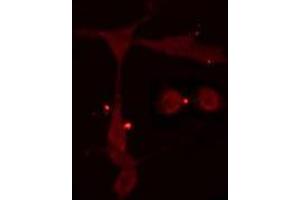 ABIN6275073 staining  Hela cells by IF/ICC. (POLR3A anticorps  (N-Term))