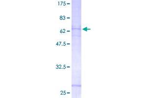 Purinergic Receptor P2Y, G-Protein Coupled, 11 (P2RY11) (AA 1-371) protein (GST tag)