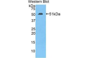 Western Blotting (WB) image for anti-Transcription Factor A, Mitochondrial (TFAM) (AA 43-244) antibody (ABIN3203097)