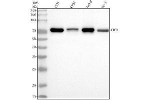 Western blot analysis of CDT1 using anti-CDT1 antibody (ABIN5692823).
