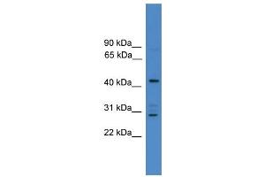 WB Suggested Anti-ARMC8  Antibody Titration: 0.