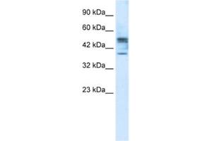 Western Blotting (WB) image for anti-Carbohydrate (N-Acetylglucosamine 6-O) Sulfotransferase 4 (CHST4) antibody (ABIN2461213) (CHST4 anticorps)