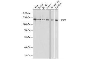 Western blot analysis of extracts of various cell lines using SND1 Polyclonal Antibody at dilution of 1:1000. (SND1 anticorps)
