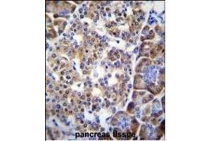 SMYD4 Antibody (C-term) (ABIN655528 and ABIN2845041) immunohistochemistry analysis in formalin fixed and paraffin embedded human pancreas tissue followed by peroxidase conjugation of the secondary antibody and DAB staining. (SMYD4 anticorps  (C-Term))