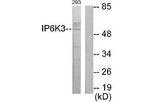 Western blot analysis of extracts from 293 cells, using IP6K3 Antibody.