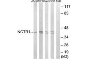 Western blot analysis of extracts from 293/HepG2/MCF-7/A549 cells, using NCR1 Antibody. (NCR1 anticorps  (AA 145-194))
