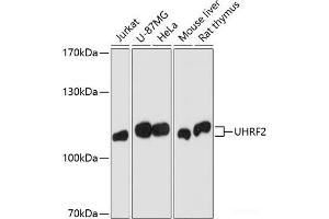 Western blot analysis of extracts of various cell lines using Uhrf2 Polyclonal Antibody at dilution of 1:1000. (UHRF2 anticorps)