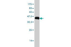 Western Blot detection against Immunogen (36.