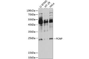 Western blot analysis of extracts of various cell lines, using PCNP antibody (ABIN7269256) at 1:1000 dilution.