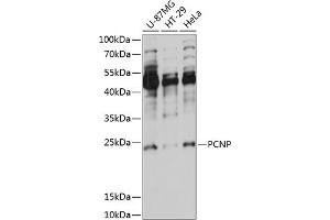 Western blot analysis of extracts of various cell lines, using PCNP antibody (ABIN7269256) at 1:1000 dilution. (PCNP anticorps  (AA 1-178))