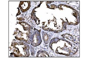 IHC analysis of Hsp90 alpha using anti-Hsp90 alpha antibody (ABIN7602783).