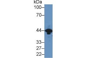 Western blot analysis of Mouse Brain lysate, using Mouse CKM Antibody (2 µg/ml) and HRP-conjugated Goat Anti-Rabbit antibody ( (CKM anticorps  (AA 11-367))