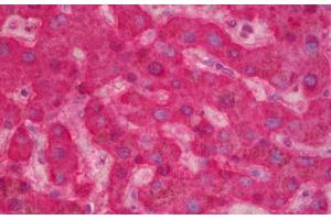 Anti-F9 / Factor IX antibody IHC staining of human liver. (Coagulation Factor IX anticorps)