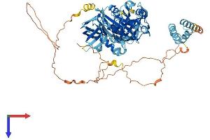 HBS1-Like (HBS1L) (AA 1-684) protein (His tag)