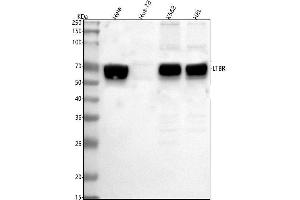 Western blot analysis of LTBR using anti-LTBR antibody (ABIN7601269).