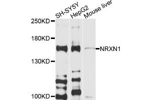 Western blot analysis of extracts of various cell lines, using NRXN1 antibody (ABIN6003772) at 1/1000 dilution. (Neurexin 1 anticorps)