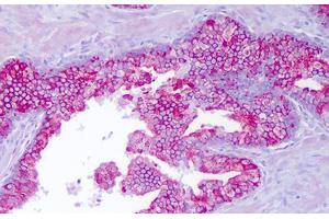 Anti-PTTG1IP antibody IHC staining of human prostate, epithelium. (PTTG1IP anticorps  (AA 116-165))