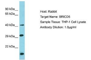 Host: Rabbit Target Name: BRICD5 Sample Type: THP-1 Whole Cell lysates Antibody Dilution: 1. (BRICD5 anticorps  (N-Term))