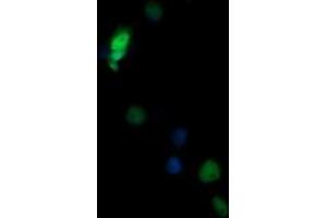 Image no. 7 for anti-Non-POU Domain Containing, Octamer-Binding (NONO) (AA 184-385) antibody (ABIN1491072) (NONO anticorps  (AA 184-385))