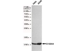 Western blot detection of S100A4 in Hela and A549 cell lysates using S100A4 mouse mAb(dilution 1:500). (s100a4 anticorps)