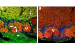 Expression of CNGA4 in mouse olfactory bulb - Immunohistochemical staining of CNGA4 channel in mouse olfactory bulb using Anti-CNGA4 Antibody (ABIN7043092 and ABIN7044985).