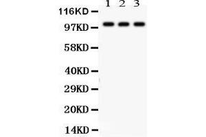 Anti-NAK antibody, Western blotting All lanes: Anti TBK1  at 0. (TBK1 anticorps  (C-Term))