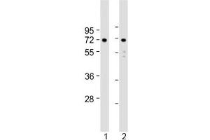Western blot testing of human 1) U-251 MG and 2) U-87 MG cell lysate with APLP1 antibody at 1:2000. (APLP1 anticorps  (AA 505-539))