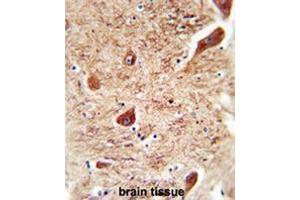 CORO7 antibody (N-term) immunohistochemistry analysis in formalin fixed and paraffin embedded human brain tissue followed by peroxidase conjugation of the secondary antibody and DAB staining. (Coronin 7 anticorps  (N-Term))