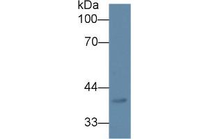 Western Blot; Sample: Mouse Lung lysate; Primary Ab: 1µg/ml Rabbit Anti-Human DPEP2 Antibody Second Ab: 0. (DPEP2 anticorps  (AA 303-486))