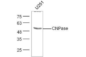 U251 lysates probed with CNPase Polyclonal Antibody, unconjugated  at 1:300 overnight at 4°C followed by a conjugated secondary antibody at 1:10000 for 60 minutes at 37°C. (Cnpase anticorps  (AA 151-250))