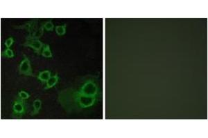 Immunofluorescence analysis of COS7 cells, using ADORA3 Antibody. (Adenosine A3 Receptor anticorps  (AA 269-318))
