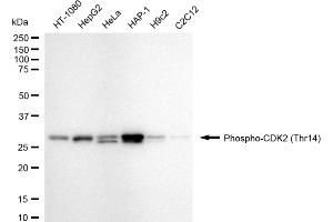 Western blotting analysis using phospho-CDK2 (Thr14) antibody (ABIN7798210).