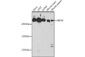 Western blot analysis of extracts of various cell lines, using PRPF8 Rabbit mAb (ABIN7269737) at 1:1000 dilution. (PRPF8 anticorps)