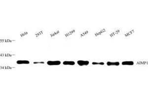 anti-EMAP-II/AIMP1 antibody