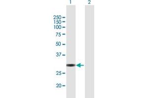 Western Blot analysis of VGLL1 expression in transfected 293T cell line by VGLL1 MaxPab polyclonal antibody. (VGLL1 anticorps  (AA 1-258))
