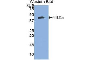 Western Blotting (WB) image for anti-Nephrosis 1, Congenital, Finnish Type (Nephrin) (NPHS1) (AA 39-106) antibody (ABIN1860040)