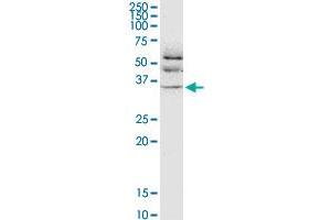 JAM2 monoclonal antibody (M01), clone 1G4.